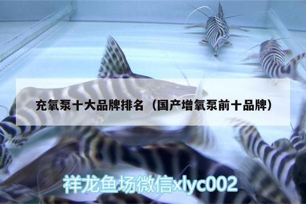 細(xì)線銀板魚苗飼料自制方法，細(xì)線銀板魚苗飼料營養(yǎng)搭配