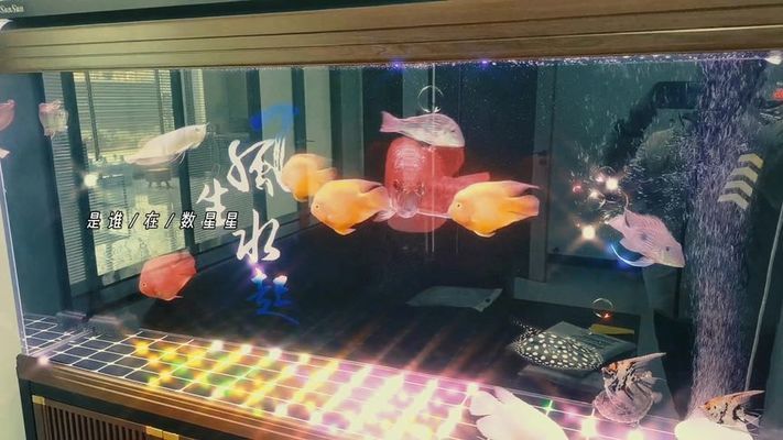 辦公室魚缸提升效率方法，辦公室魚缸如何擺放 觀賞魚市場（混養(yǎng)魚） 第2張