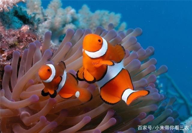 如何檢測水族箱硝酸鹽含量，檢測水族箱硝酸鹽含量的方法