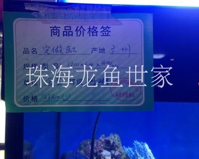 龍魚世家，廣州龍魚世家