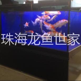 龍魚世家，廣州龍魚世家