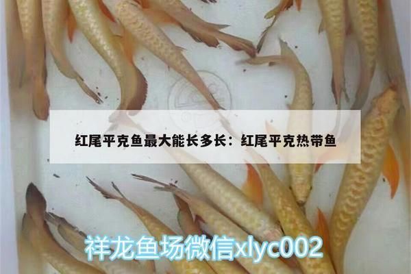 紅尾平克魚(yú)適宜的水草種類，紅尾平克魚(yú)適合的水草種類