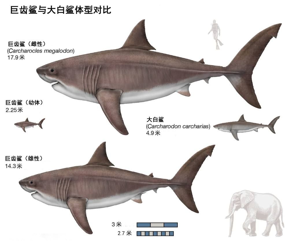 大白鯊幼體生長速度，關(guān)于大白鯊幼體的具體生長速度 觀賞魚市場（混養(yǎng)魚） 第1張