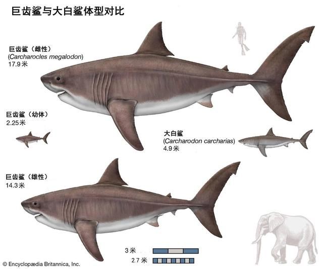 大白鯊幼體生長速度，關(guān)于大白鯊幼體的具體生長速度 觀賞魚市場（混養(yǎng)魚） 第3張