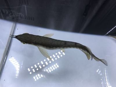 金龍魚級別的區(qū)分是什么顏色的，金龍魚的等級劃分