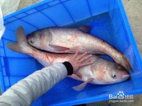 泰龐海鰱魚繁殖成功率提升方法，如何提高泰龐海鰱魚的繁殖成功率