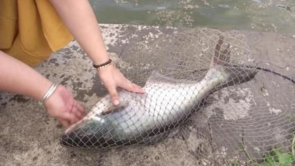 大白鯊魚苗的市場價格波動，大白鯊魚苗市場價格波動 觀賞魚市場（混養(yǎng)魚） 第2張