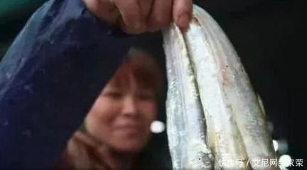 白子關(guān)刀魚繁殖期食物選擇，白子關(guān)刀魚繁殖期飼料搭配技巧 觀賞魚市場（混養(yǎng)魚） 第1張