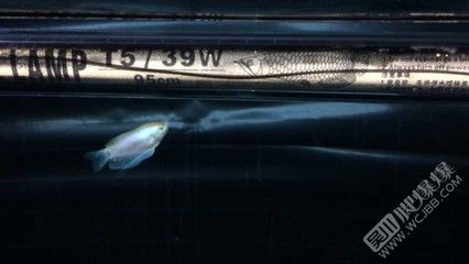 龍魚買賣，龍魚之巔龍魚之巔 龍魚百科 第4張