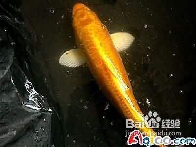 大正錦鯉魚適宜的水質(zhì)條件，大正錦鯉魚養(yǎng)殖水質(zhì)條件對(duì)于保證其健康和美麗至關(guān)重要 觀賞魚市場(chǎng)（混養(yǎng)魚） 第2張