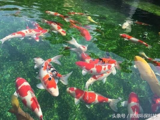 大正錦鯉魚適宜的水質(zhì)條件，大正錦鯉魚養(yǎng)殖水質(zhì)條件對(duì)于保證其健康和美麗至關(guān)重要 觀賞魚市場(chǎng)（混養(yǎng)魚） 第3張