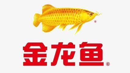 金龍魚怎么買，金龍魚怎么挑選 龍魚百科 第1張