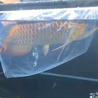 金龍魚用白燈還是紅燈，金龍魚主要使用白燈還是紅燈，金龍魚燈光選擇指南 龍魚百科 第4張