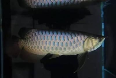 金龍魚用白燈還是紅燈，金龍魚主要使用白燈還是紅燈，金龍魚燈光選擇指南 龍魚百科 第5張