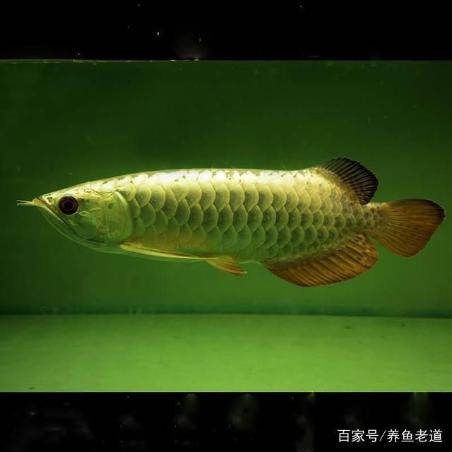 龍魚原名叫什么名字來著，龍魚的原名叫什么？龍魚的養(yǎng)殖技巧有哪些？ 龍魚百科 第4張