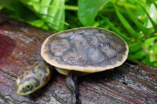 紅龍魚視頻標(biāo)題怎么寫好看，紅龍魚的飼養(yǎng)秘訣 水族問答