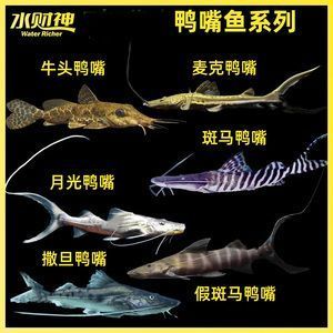 撒旦鴨嘴可以和龍魚混養(yǎng)嗎，撒旦鴨嘴魚與龍魚混養(yǎng)是可行的但需要考慮兩者食性、體型及對環(huán)境要求 龍魚百科 第2張