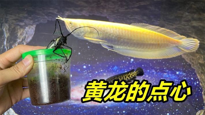 龍魚吃昆蟲，龍魚可以吃多種昆蟲類食物