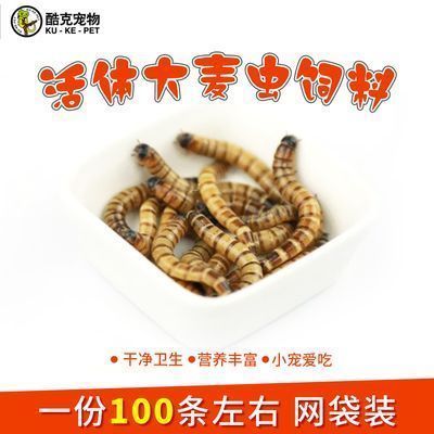 龍魚(yú)吃昆蟲(chóng)，龍魚(yú)可以吃多種昆蟲(chóng)類(lèi)食物