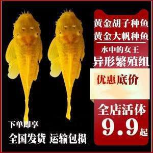 女王大帆魚繁殖后水質(zhì)維護(hù)技巧，女王大帆魚繁殖后的水質(zhì)維護(hù)技巧和技巧和技巧 觀賞魚市場(chǎng)（混養(yǎng)魚） 第2張