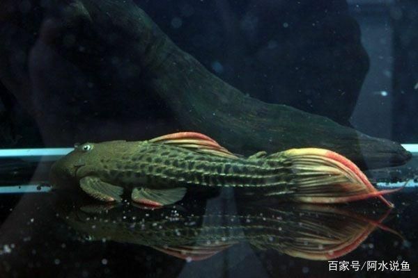 異型魚品種比較，異型魚生活習(xí)性 觀賞魚市場（混養(yǎng)魚） 第5張