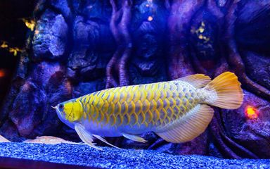 繁殖期孔雀龍魚蛋白質來源，孔雀龍魚的蛋白質來源 觀賞魚市場（混養(yǎng)魚） 第4張