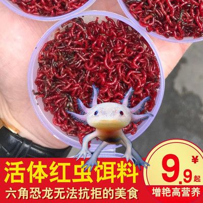 六角恐龍魚(yú)繁殖期飼料品牌推薦，六角恐龍魚(yú)繁殖期飼料品牌對(duì)比分析六角恐龍魚(yú)繁殖期飼料品牌對(duì)比 觀(guān)賞魚(yú)市場(chǎng)（混養(yǎng)魚(yú)） 第4張