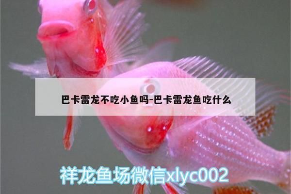 巴卡雷龍魚(yú)日常飲食搭配建議，巴卡雷龍魚(yú)最佳飼料品牌推薦，如何判斷巴卡雷龍魚(yú)營(yíng)養(yǎng)均衡