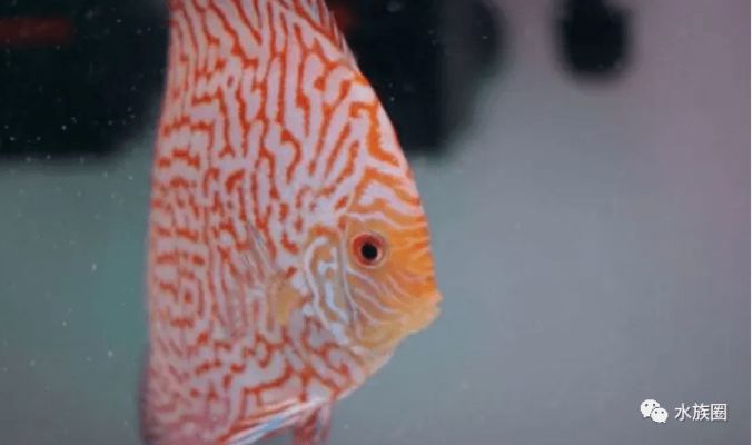 七彩神仙魚飼料自制漢堡食譜，七彩神仙魚飼料保存方法