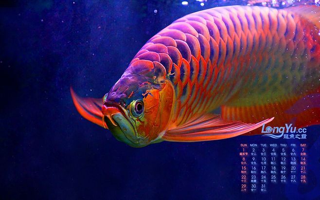 龍魚兜嘴照片對比，龍魚兜嘴病因?qū)I(yè)解析龍魚兜嘴病因?qū)I(yè)解析龍魚兜嘴病因?qū)I(yè)解析 龍魚百科 第1張