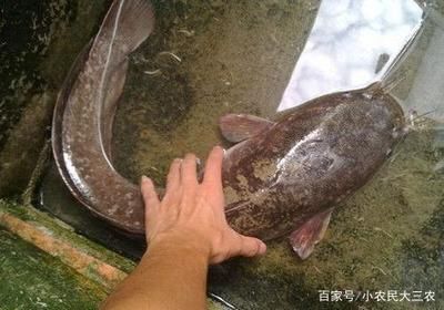 埃及魚(yú)繁殖最佳環(huán)境條件，埃及神仙魚(yú)繁殖期飼料選擇,埃及神仙魚(yú)繁殖行為觀察要點(diǎn) 觀賞魚(yú)市場(chǎng)（混養(yǎng)魚(yú)） 第1張