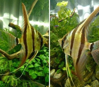 埃及魚(yú)繁殖最佳環(huán)境條件，埃及神仙魚(yú)繁殖期飼料選擇,埃及神仙魚(yú)繁殖行為觀察要點(diǎn) 觀賞魚(yú)市場(chǎng)（混養(yǎng)魚(yú)） 第2張