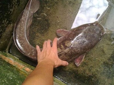 埃及魚(yú)繁殖最佳環(huán)境條件，埃及神仙魚(yú)繁殖期飼料選擇,埃及神仙魚(yú)繁殖行為觀察要點(diǎn) 觀賞魚(yú)市場(chǎng)（混養(yǎng)魚(yú)） 第3張