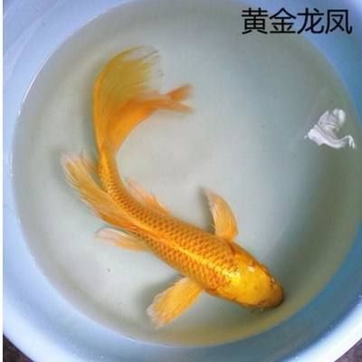 龍鳳鯉魚的風(fēng)水作用，龍鳳鯉魚在風(fēng)水學(xué)中具有豐富風(fēng)水意義和健康益處的生物