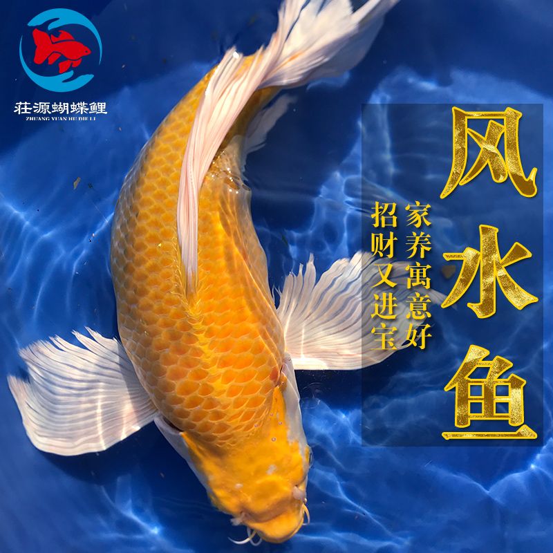 龍鳳鯉魚的風(fēng)水作用，龍鳳鯉魚在風(fēng)水學(xué)中具有豐富風(fēng)水意義和健康益處的生物 觀賞魚市場（混養(yǎng)魚） 第4張