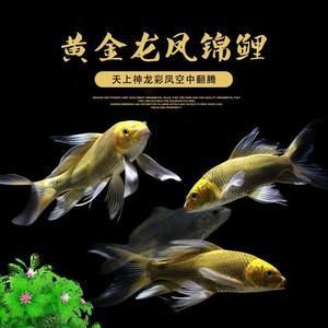 龍鳳鯉魚的風(fēng)水作用，龍鳳鯉魚在風(fēng)水學(xué)中具有豐富風(fēng)水意義和健康益處的生物 觀賞魚市場（混養(yǎng)魚） 第5張