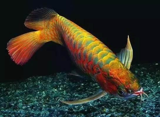 龍魚(yú)怎么繁殖出來(lái)的，龍魚(yú)的繁殖過(guò)程 龍魚(yú)百科 第3張