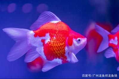 大日玉鯖魚，大日玉鯖魚與玉鯖錦鯉的區(qū)別，大日玉鯖魚的選購技巧