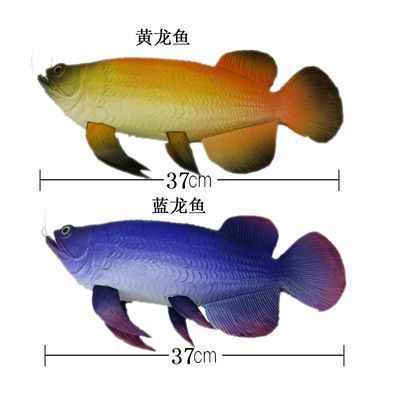 藍(lán)龍魚和金龍魚哪個(gè)好養(yǎng)一點(diǎn)，藍(lán)龍魚與金龍魚混養(yǎng)注意事項(xiàng)藍(lán)曼龍與金龍魚的區(qū)別 龍魚百科 第2張