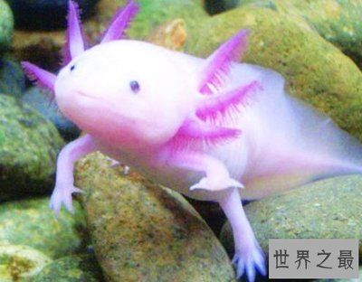 六角龍魚是什么動(dòng)物，六角龍魚的飼養(yǎng)技巧和注意事項(xiàng) 龍魚百科 第2張