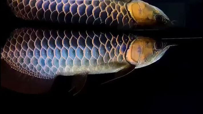 藍底過背金龍魚，藍底過背金龍魚的日常護理 觀賞魚市場（混養(yǎng)魚） 第4張