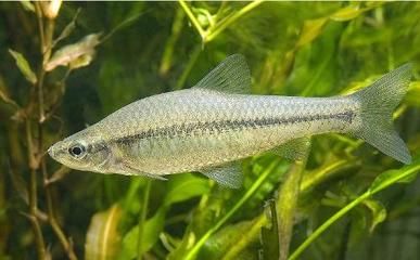 巴西亞魚繁殖期飼料選擇，巴西亞魚繁殖期飼料搭配技巧巴西亞魚繁殖期飼料搭配技巧 觀賞魚市場（混養(yǎng)魚） 第4張