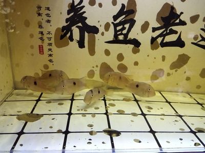 和尚魚(yú)繁殖環(huán)境布置技巧，和尚魚(yú)的繁殖環(huán)境布置是確保其健康和成功繁殖的關(guān)鍵