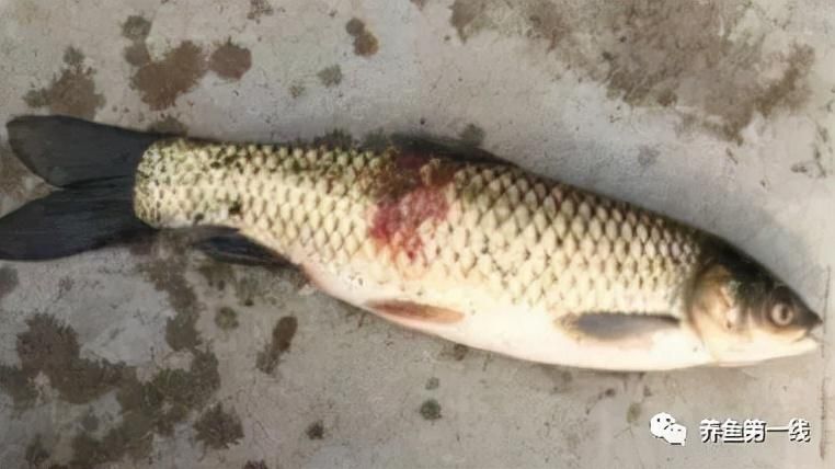 雪鯽魚(yú)腸炎病的早期癥狀，如何診斷雪鯽魚(yú)腸炎病 觀賞魚(yú)市場(chǎng)（混養(yǎng)魚(yú)） 第5張