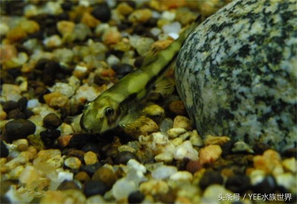 申古銀版魚生態(tài)習(xí)性研究，申古銀版魚的生態(tài)習(xí)性 觀賞魚市場(chǎng)（混養(yǎng)魚） 第5張