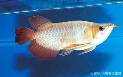 龍魚下鹽需要停食嗎，龍魚下鹽后的最佳喂食時(shí)間 龍魚百科 第5張