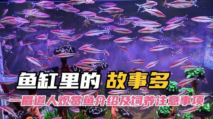 一眉道人魚常見疾病預(yù)防，一眉道人魚常見疾病包括水霉病和白點(diǎn)病的預(yù)防與治療