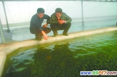 藍(lán)帆三間魚(yú)最佳飼養(yǎng)水溫，藍(lán)帆三間魚(yú)的最佳飼養(yǎng)水溫 觀(guān)賞魚(yú)市場(chǎng)（混養(yǎng)魚(yú)） 第5張