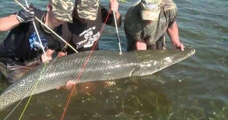 鱷雀鱔的繁殖周期是多久？，鱷雀鱔的繁殖周期 觀賞魚市場（混養(yǎng)魚） 第3張