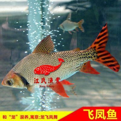 麥肯斯銀版魚的繁殖技巧分享，麥肯斯銀版魚的繁殖技巧 觀賞魚市場(chǎng)（混養(yǎng)魚） 第3張